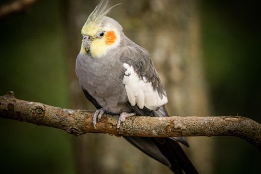 Yellow-gray parrot cockatiel sits on a tree branch, close-up. Beautiful colors. High quality photo