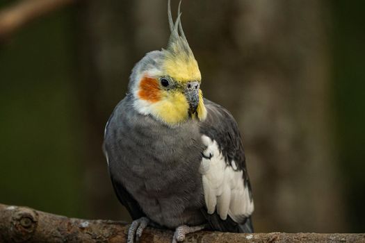 Yellow-gray parrot cockatiel sits on a tree branch, close-up. Beautiful colors. High quality photo