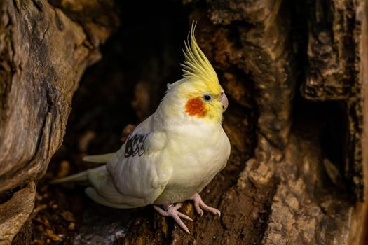 Yellow-gray parrot cockatiel sits inside a tree, close-up. Beautiful colors. High quality photo