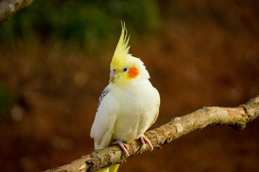 Yellow-gray parrot cockatiel sits on a tree branch, close-up. Beautiful colors. High quality photo