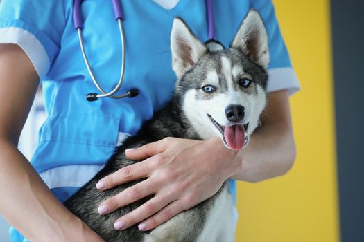 The veterinarian is holding a cute husky puppy, the dog is close-up. Visit to the veterinary clinic, pet health procedures