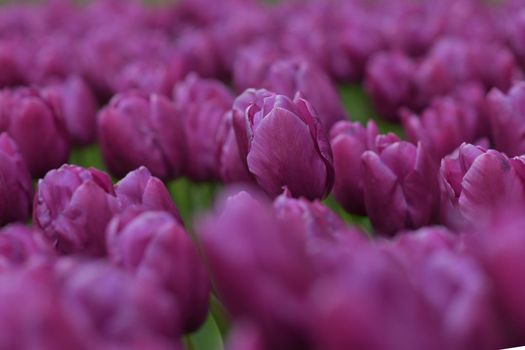 Purple tulips background in a park of Holland