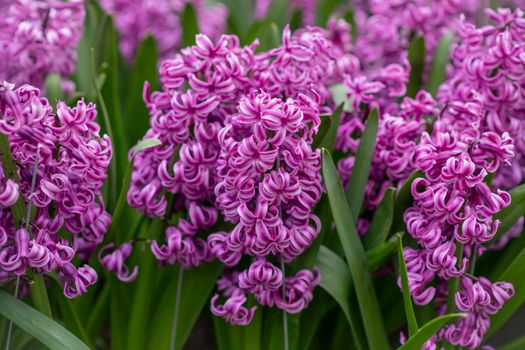 Pink hyacinths field Spring background Netherlands.