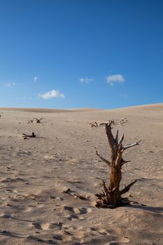 Dunes in Bolonia, Andalusia, Spain. This dune is over 30 metres high and 200 metres wide.