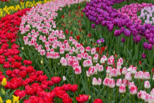 Multicolored tulip background in a park of Holland