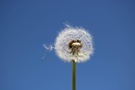 A dandelion with seeds blown away by the wind across a clear blue sky.