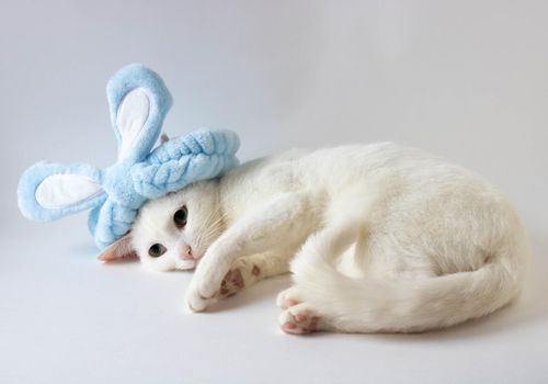 Easter white cat in bunny blue ears . Space for copying. Easter celebration. Happy Easter.