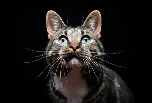 Thoroughbred adult cat, photographed in the Studio on a black background. Close-up portrait.