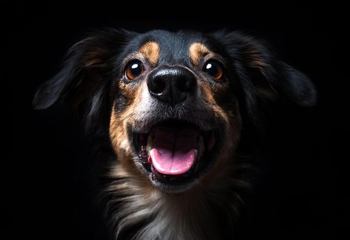 Portrait of Border collie isolated on black background