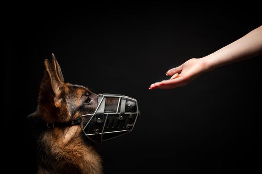 A woman feeds a German shepherd puppy from her hand. Close-up on an isolated black background.