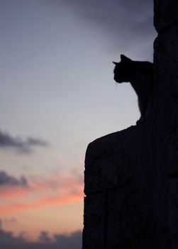 cat is on a wall at sunset time, beautiful sky background and silhouette of cat