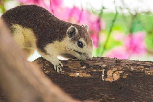 A squirrel on a branch
, Squirrels are small mammals with fur covering the entire body.