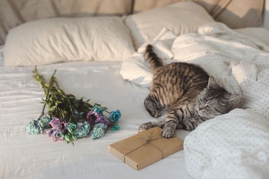 Romantic photo with a Scottish Straight gray cat in cozy bed with bouquet of blue and purple flowers. 