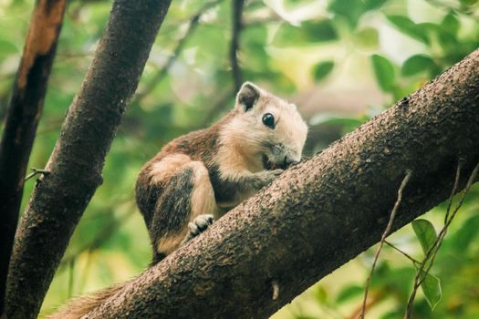 A squirrel on a branch
, Squirrels are small mammals with fur covering the entire body.