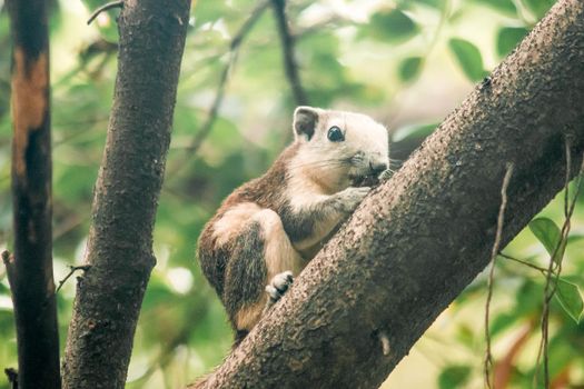 A squirrel on a branch
, Squirrels are small mammals with fur covering the entire body.