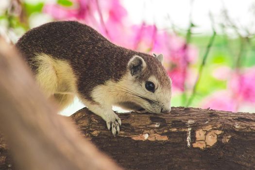 A squirrel on a branch
, Squirrels are small mammals with fur covering the entire body.