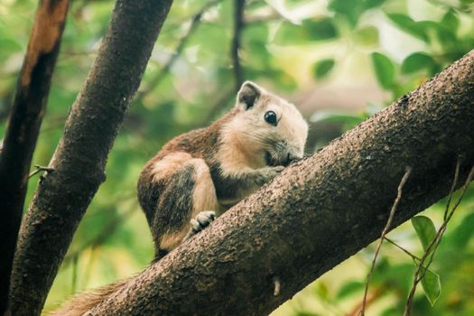 A squirrel on a branch
, Squirrels are small mammals with fur covering the entire body.