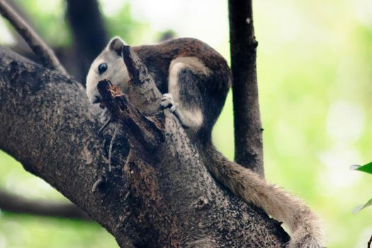 A squirrel on a branch
, Squirrels are small mammals with fur covering the entire body.