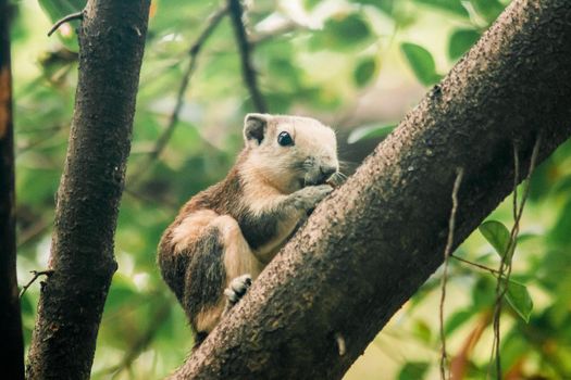 A squirrel on a branch
, Squirrels are small mammals with fur covering the entire body.