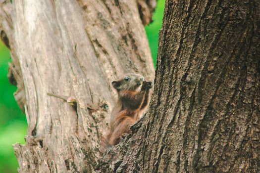 A squirrel on a branch
, Squirrels are small mammals with fur covering the entire body.