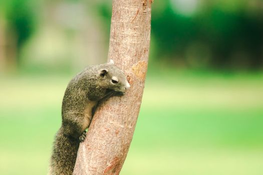 A squirrel on a branch
, Squirrels are small mammals with fur covering the entire body.