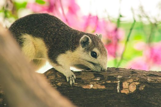 A squirrel on a branch
, Squirrels are small mammals with fur covering the entire body.