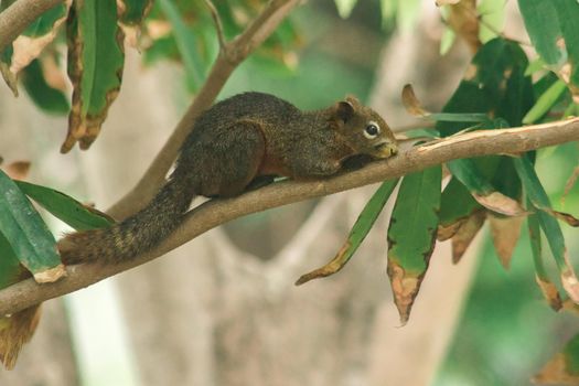 A squirrel on a branch
, Squirrels are small mammals with fur covering the entire body.