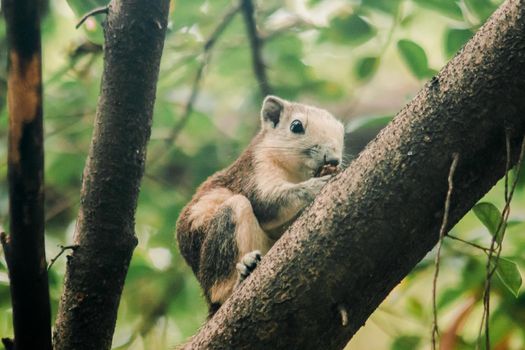 A squirrel on a branch
, Squirrels are small mammals with fur covering the entire body.