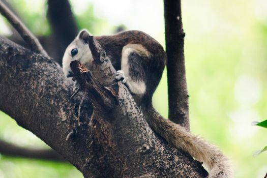 A squirrel on a branch
, Squirrels are small mammals with fur covering the entire body.