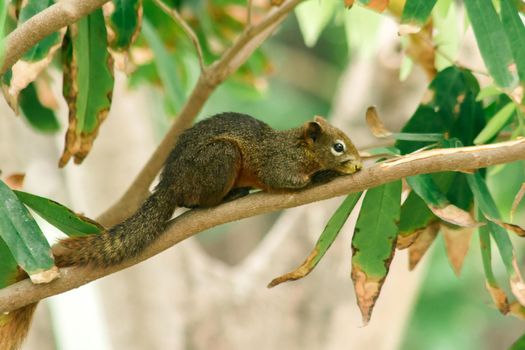 A squirrel on a branch
, Squirrels are small mammals with fur covering the entire body.