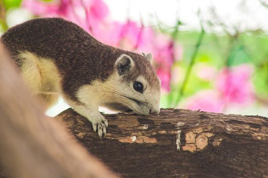 A squirrel on a branch
, Squirrels are small mammals with fur covering the entire body.