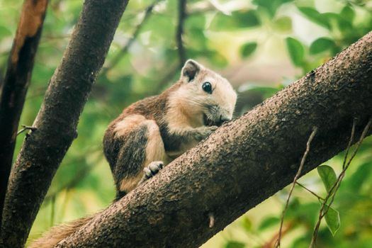 A squirrel on a branch
, Squirrels are small mammals with fur covering the entire body.