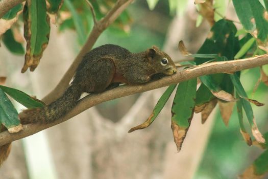 A squirrel on a branch
, Squirrels are small mammals with fur covering the entire body.