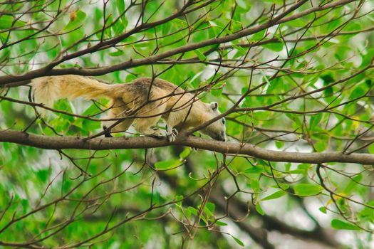 A squirrel on a branch
, Squirrels are small mammals with fur covering the entire body.