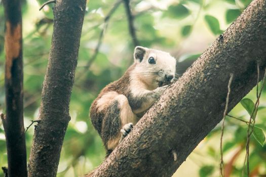 A squirrel on a branch
, Squirrels are small mammals with fur covering the entire body.