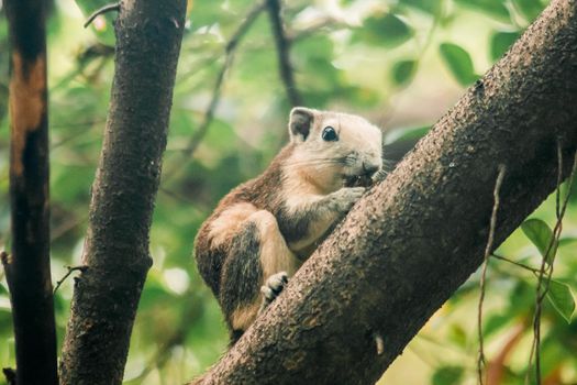 A squirrel on a branch
, Squirrels are small mammals with fur covering the entire body.