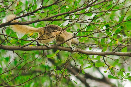 A squirrel on a branch
, Squirrels are small mammals with fur covering the entire body.