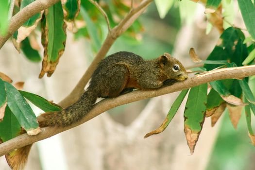 A squirrel on a branch
, Squirrels are small mammals with fur covering the entire body.