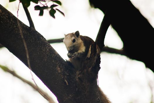 A squirrel on a branch
, Squirrels are small mammals with fur covering the entire body.