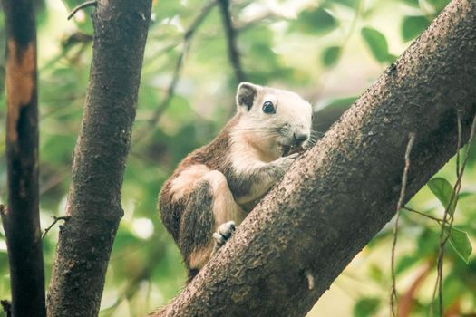 A squirrel on a branch
, Squirrels are small mammals with fur covering the entire body.