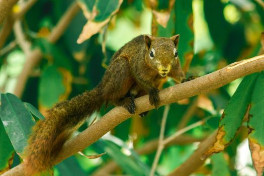 A squirrel on a branch
, Squirrels are small mammals with fur covering the entire body.