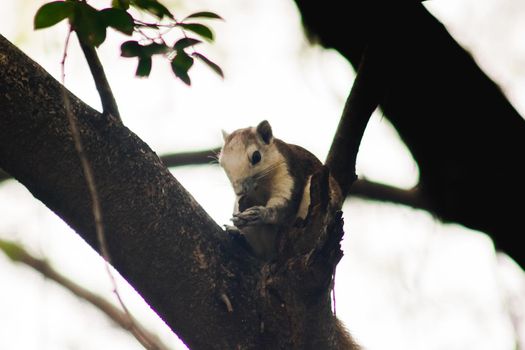 A squirrel on a branch
, Squirrels are small mammals with fur covering the entire body.