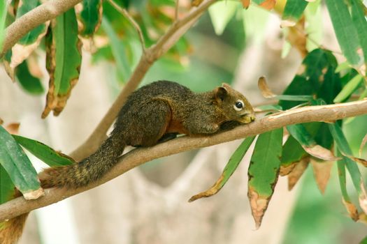 A squirrel on a branch
, Squirrels are small mammals with fur covering the entire body.