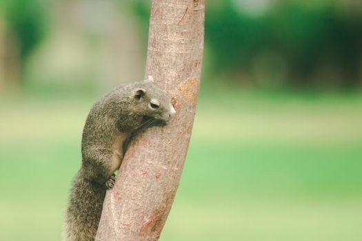 A squirrel on a branch
, Squirrels are small mammals with fur covering the entire body.