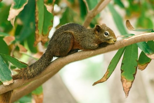 A squirrel on a branch
, Squirrels are small mammals with fur covering the entire body.