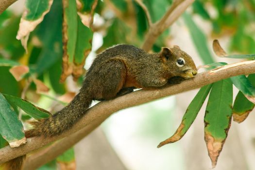 A squirrel on a branch
, Squirrels are small mammals with fur covering the entire body.