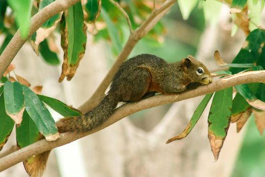 A squirrel on a branch
, Squirrels are small mammals with fur covering the entire body.