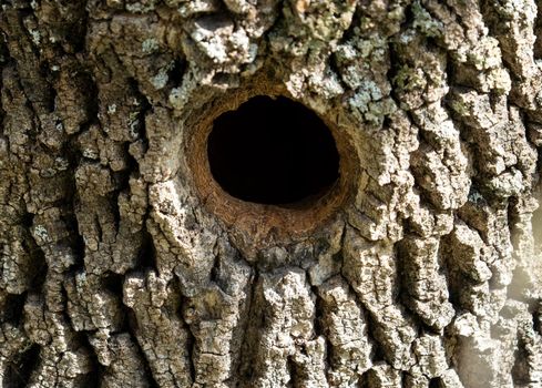 Woodpecker hole in the tree trunk