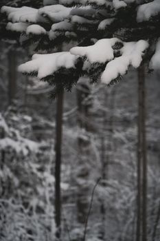 Winter forest with snow on trees. High quality photo