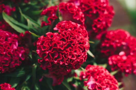Real beauty nature background. Celosia argentea cristata cockscomb crested tropical flower bloom blossom. Planted temple Garden. Bordeaux red claret colour. Pseudocereals alternative to amaranth.